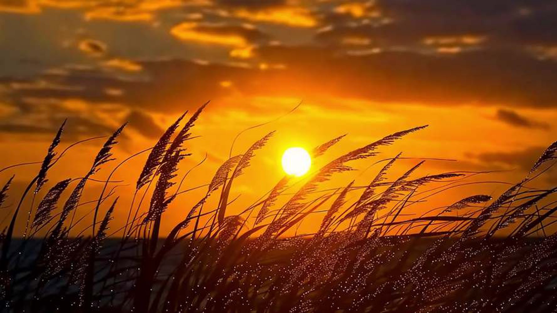 夕阳凰信息技术